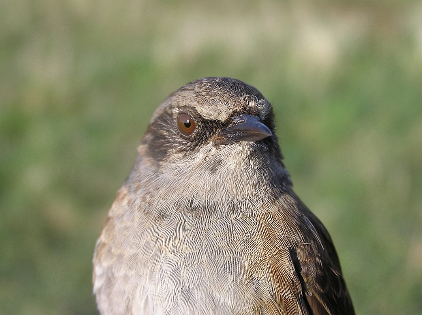 Dunnock, Sundre 20080503